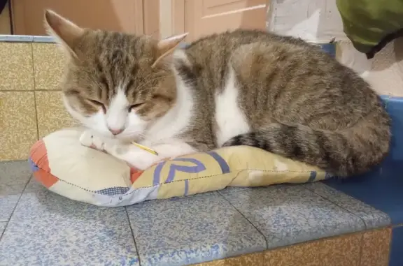Chat trouvé avec collier jaune à Magny - photo