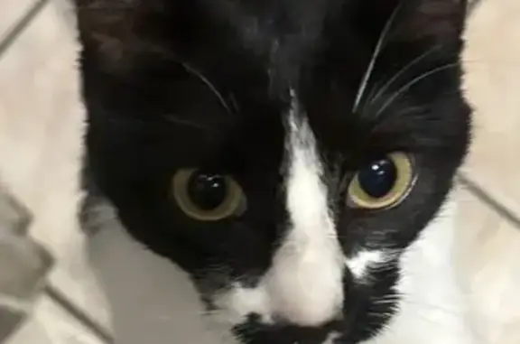 Chat perdu, Montluçon, photo: Chatte européenne perdue à Montluçon