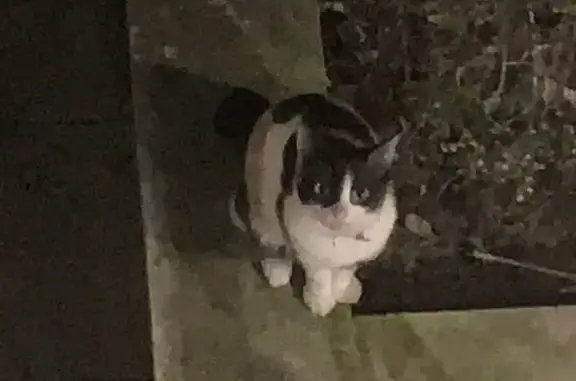 Chat tricolore perdu Rue Falguière, Paris - photo
