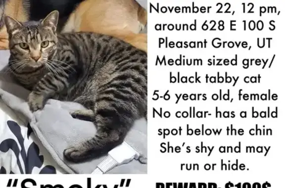 Missing Tabby Cat: Bald Spot on Chin