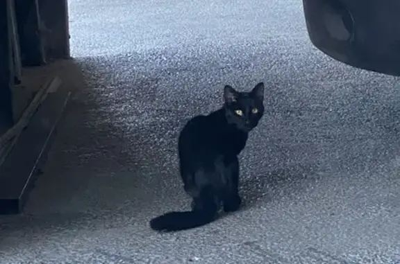 Chat noir trouvé, apeuré et affamé - photo