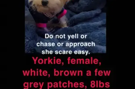 Lost Yorkie: Shy, Pink Shirt 'Princess'