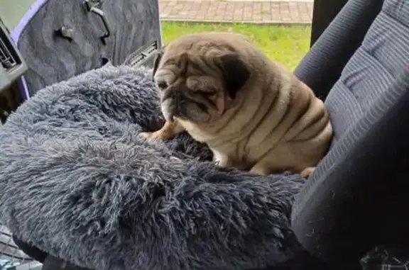 Chien mâle âgé perdu à Cornimont - photo
