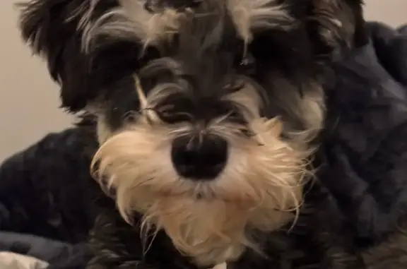 Lost Dog: Timid Black & Tan Schnauzer