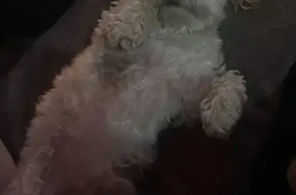 Lost Maltipoo: White with Brown Spot, Las Vegas