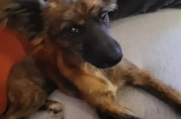 Chien perdu : Yumi, marron foncé, craintive - photo