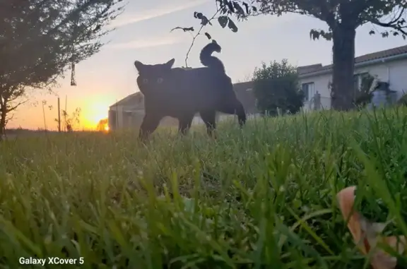 Chat perdu, , photo: Chat noir femelle perdu à Touvérac