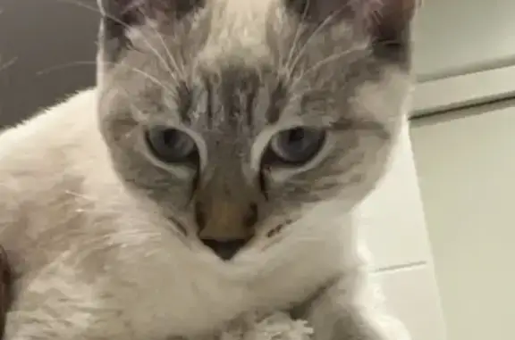 Animaux perdus Valence, photo: Chat perdu, gris/crème, yeux bleus, Valence