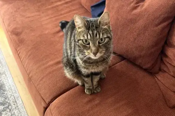 Animaux perdus Cordemais, photo: Chat perdu : Booba, mâle tigré, La Colle