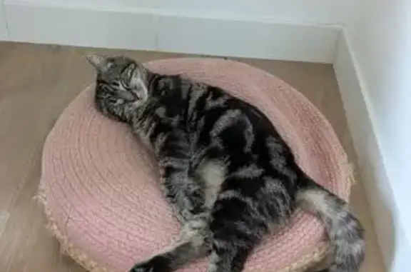 Animaux perdus Les Sorinières, photo: Chat tigré gris perdu aux Sorinières