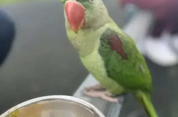 Lost Alexandrine Parrot in Bla...