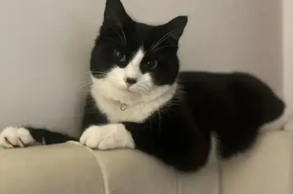 Chat perdu, Villeparisis, photo: Chat perdu : Pepette, noir/blanc, collier rose