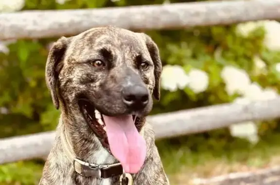 Help Find Dyna: Lost Brindle Lab in Glocester