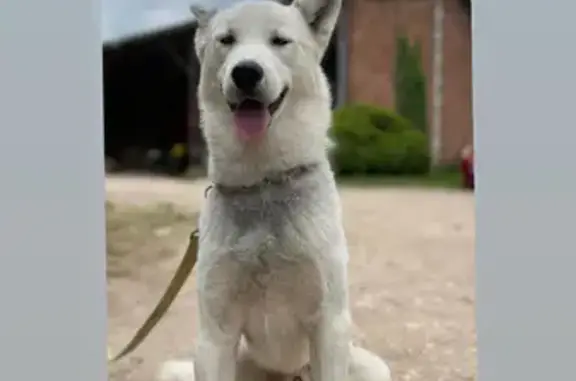 Animaux perdus Rouffignac-Saint-Cernin-de-Reilhac, photo: Husky blanc perdu, harnais bleu, Rouffignac