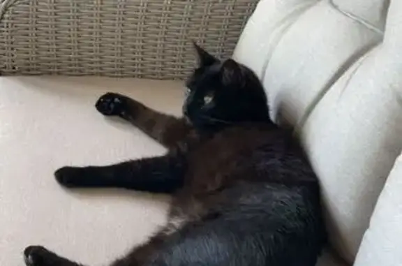 Chat noir 4 ans perdu à Couzeix - photo