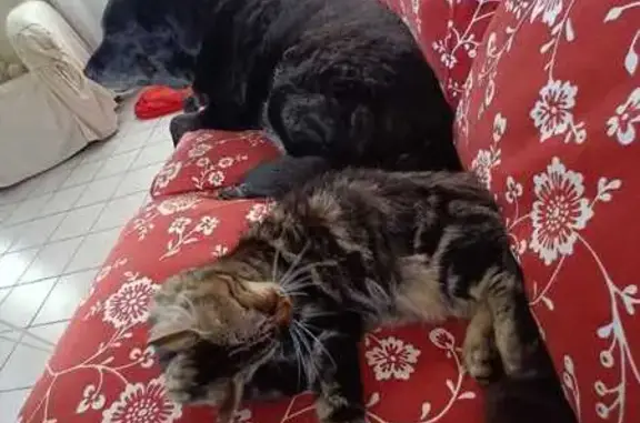 Animaux perdus Arras, photo: Chat européen tigré perdu à Arras
