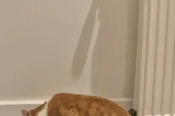 Animaux perdus Misérieux, photo: Moon, chat tigré roux-blanc disparu