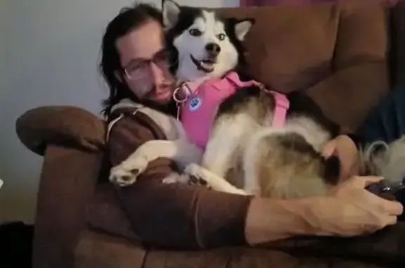 Lost Husky: Pink Harness, Rainbow Collar