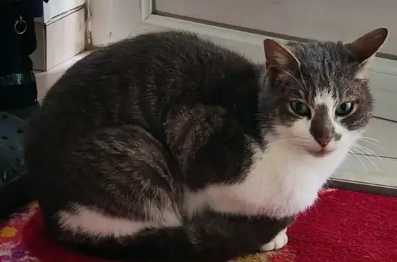 Chat mâle castré gris-blanc trouvé Angevillers - photo