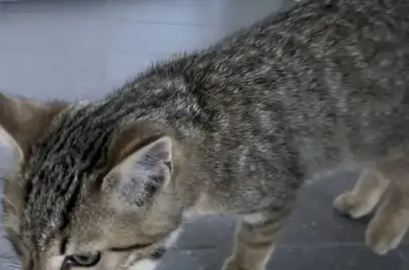 Chat trouvé sur le parking médical - photo