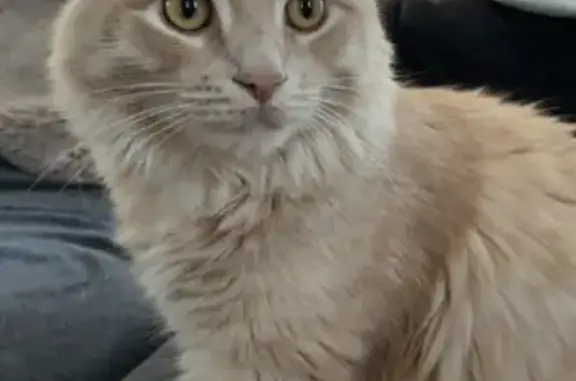 Animaux perdus , photo: Chat beige/roux disparu à Plouégat-Moysan