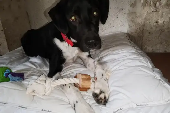 Chien perdu , photo : Chien perdu : Tenny, croisé braque, Laugnac