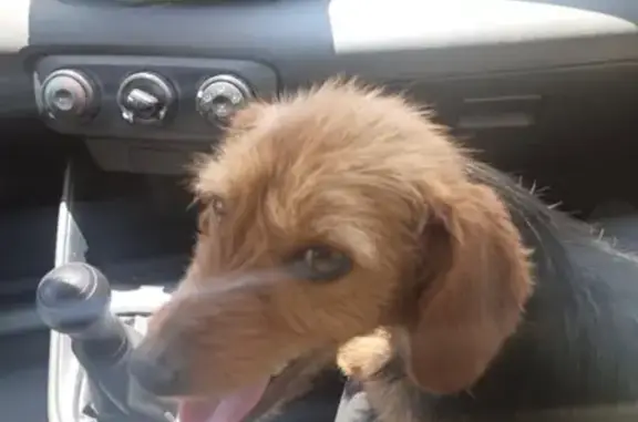 Chien retrouvé au Piton des Neiges - photo