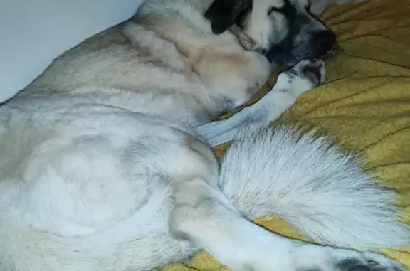 Chien perdu , photo : Chien perdu, collier rouge à Laugnac