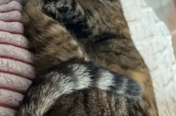 Chatte tigrée perdue à Longeau-Percey - photo