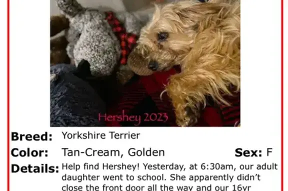 Help Find Hershey: 16yo Yorkie Missing!