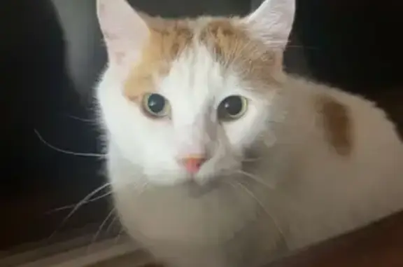 Lost: White & Orange Cat in Isanti