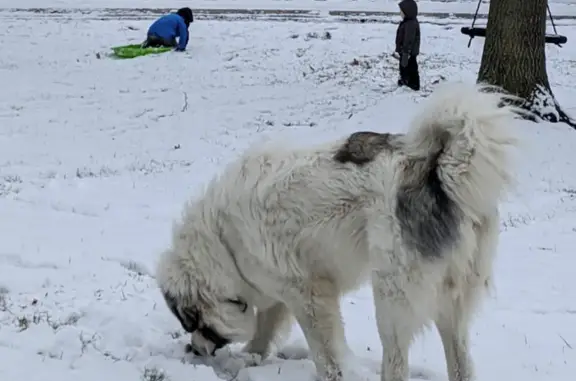 Lost Great Pyrenees on Mill Rd, NE