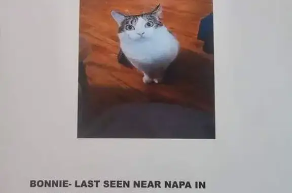 Help Find Bonnie: Lost Cat in Sandstone