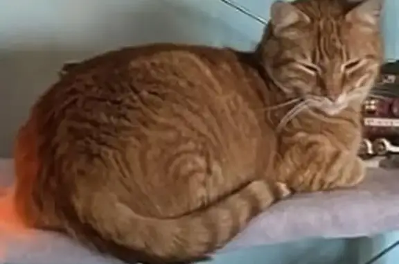 Missing: Friendly 13-Year-Old Orange Tabby