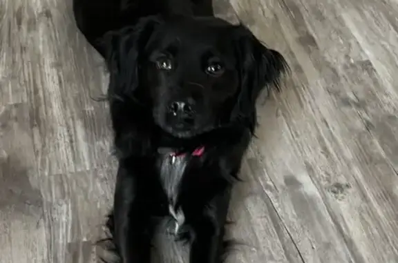 Help Find Max: Missing Black Dog Alert