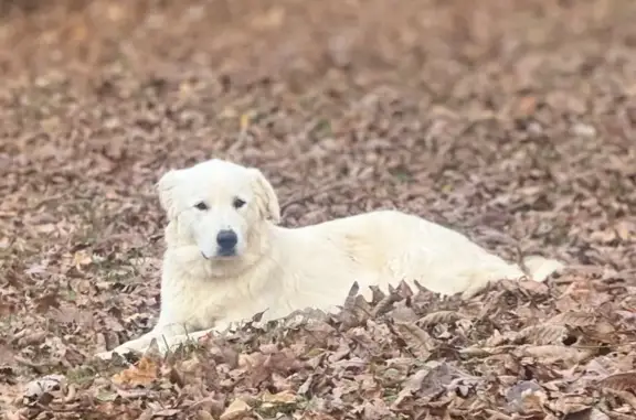 Help Find Our Missing Great Pyrenees!