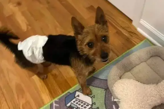 Lost Yorkie: Friendly, Black & Brown