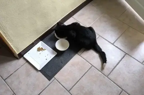Chat noir trouvé avec bout de queue blanc - photo