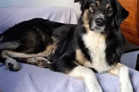 Chien perdu , photo : Chien perdu au Mesnil-le-Roi, aidez-nous !