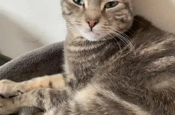 Chatte tigrée grise 2 ans perdue à Marnaz - photo