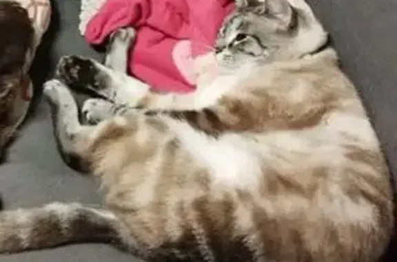 Chat perdu, Oisseau, photo: Flocon, chatte perdue à Oisseau