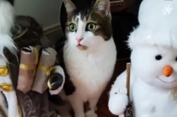 Animaux perdus Strasbourg, photo: Chat tricolore Fillimon perdu à Strasbourg
