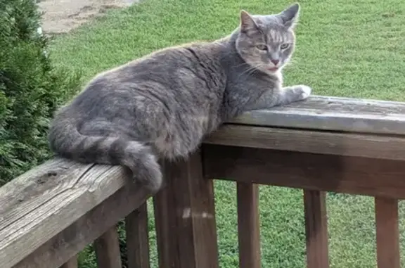 Missing Tortie Tabby: Lincolnton Alert