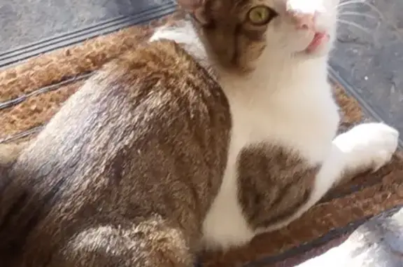 Chat tigré 3 ans disparu à Pontcharra - photo
