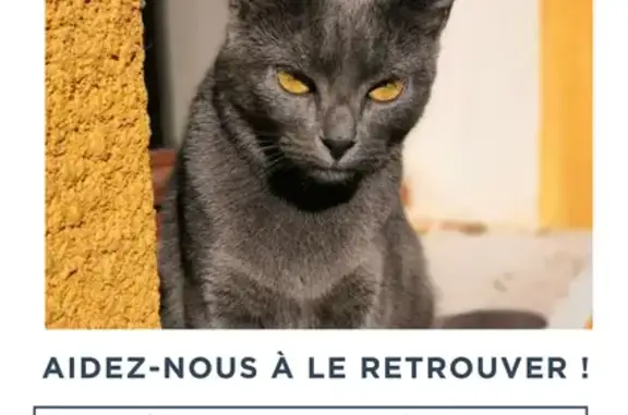Chat perdu à Doubs, Rue de la Grande Oie - photo
