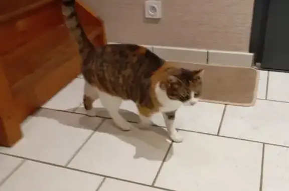 Chat dodu trouvé, sociable et câlin - photo