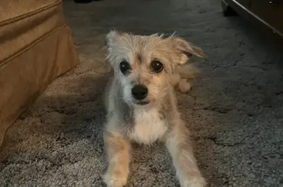 Lost Terrier Mix in Graham - Help Find!