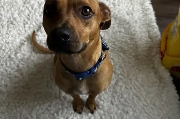 Friendly Brown Dog Found at Stephens College