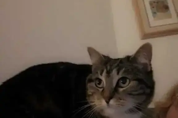 Chat tigré EMI perdu à Denain - photo