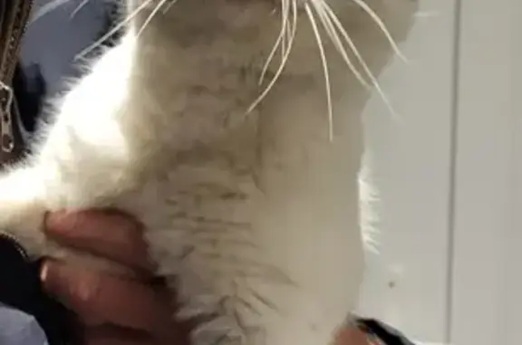 Chat trouvé Coudekerque-Branche, photo: Chatte blanche et grise trouvée ce soir
